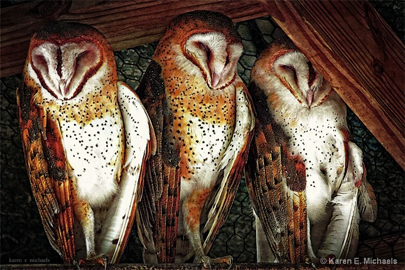 Wisdom in Triplicate - ID: 14976086 © Karen E. Michaels