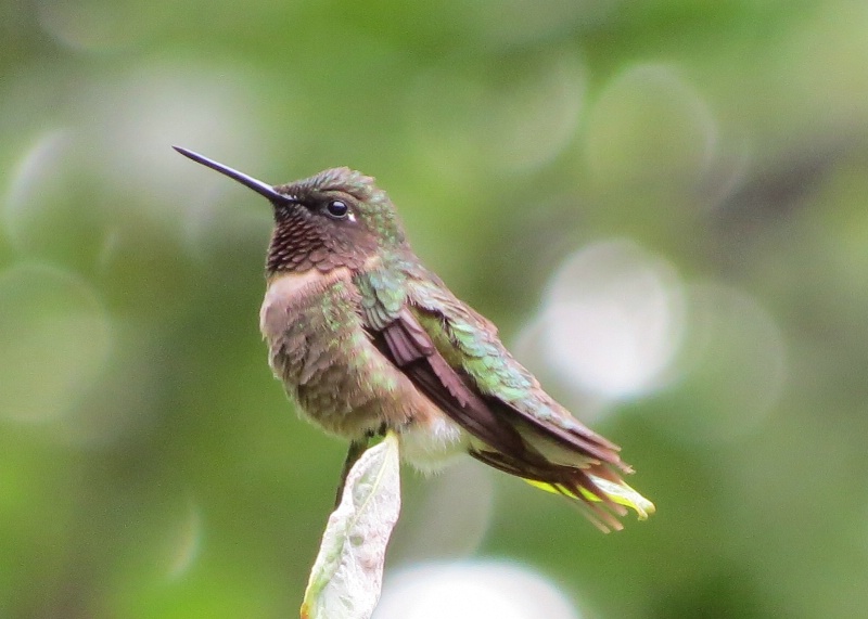 North Georgia Hummingbird