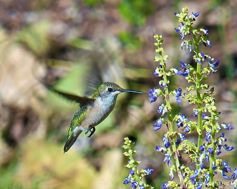 Late Afternoon Visitor