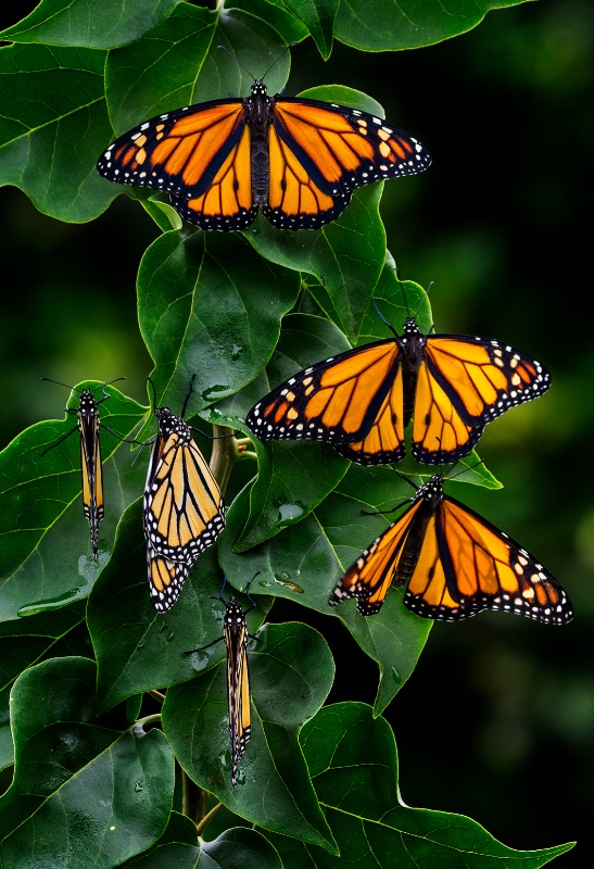 Monarchs - ID: 14976128 © Michael Cenci