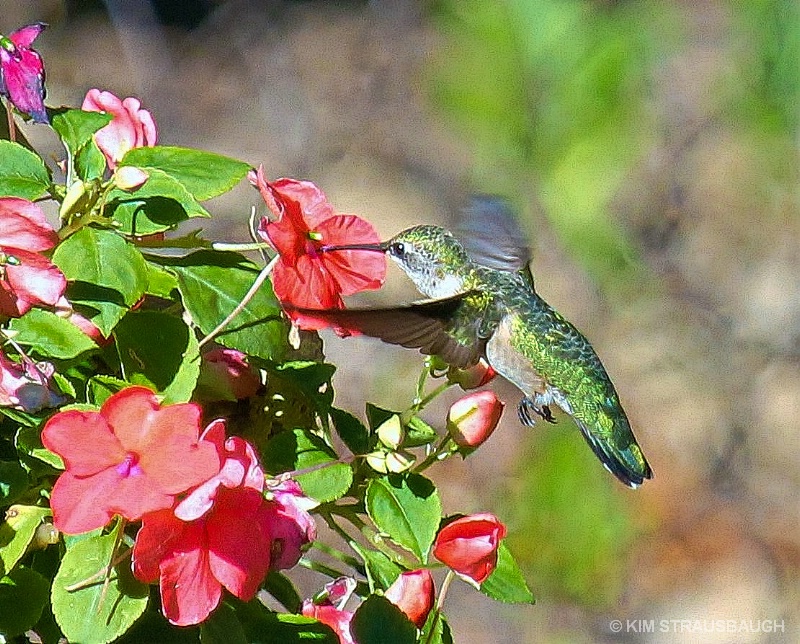 Hummingbird