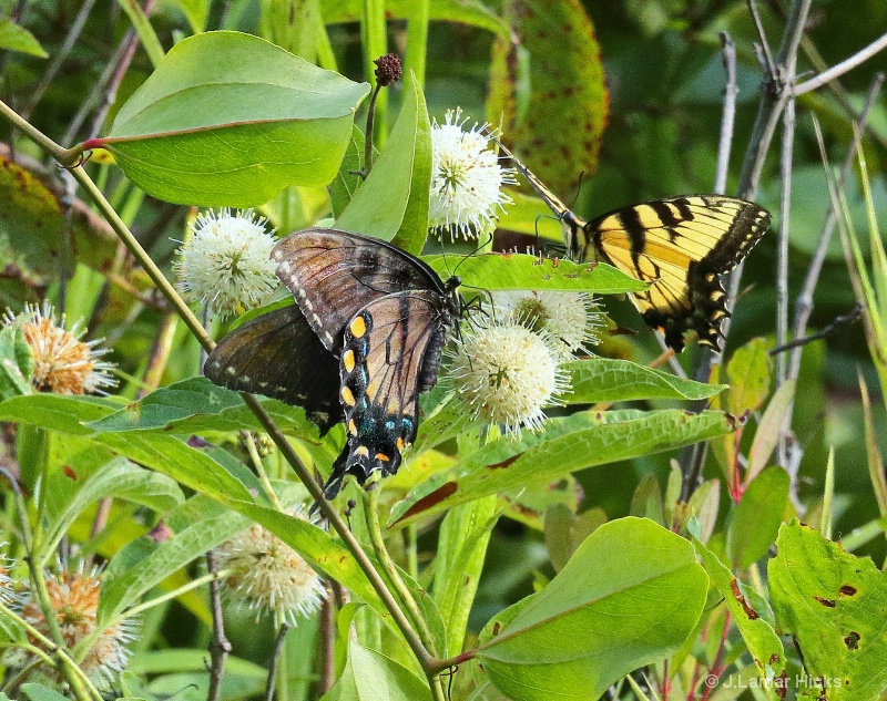 Blk&Yel- Swallowtail Butterfly