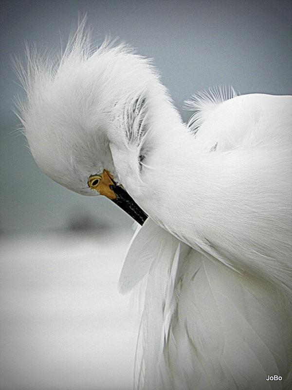 Snowy Egret Preening