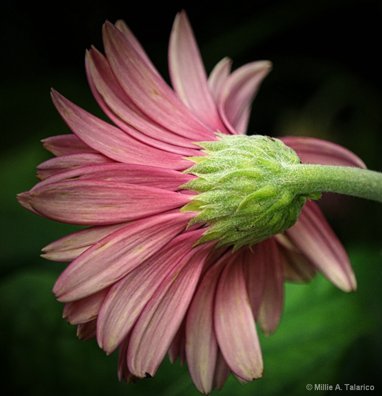 Gerbera