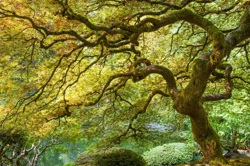 ~Japanese Maple~