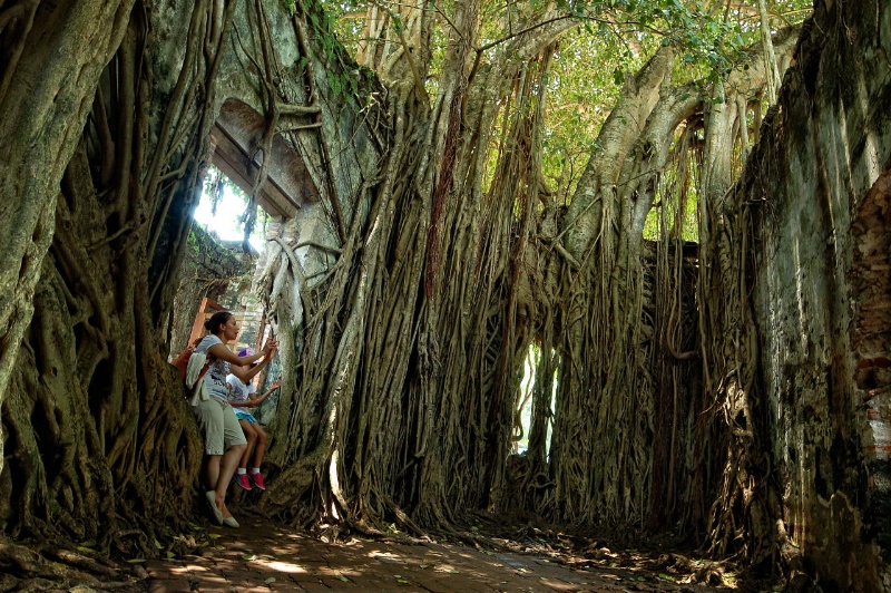 Tropical forest