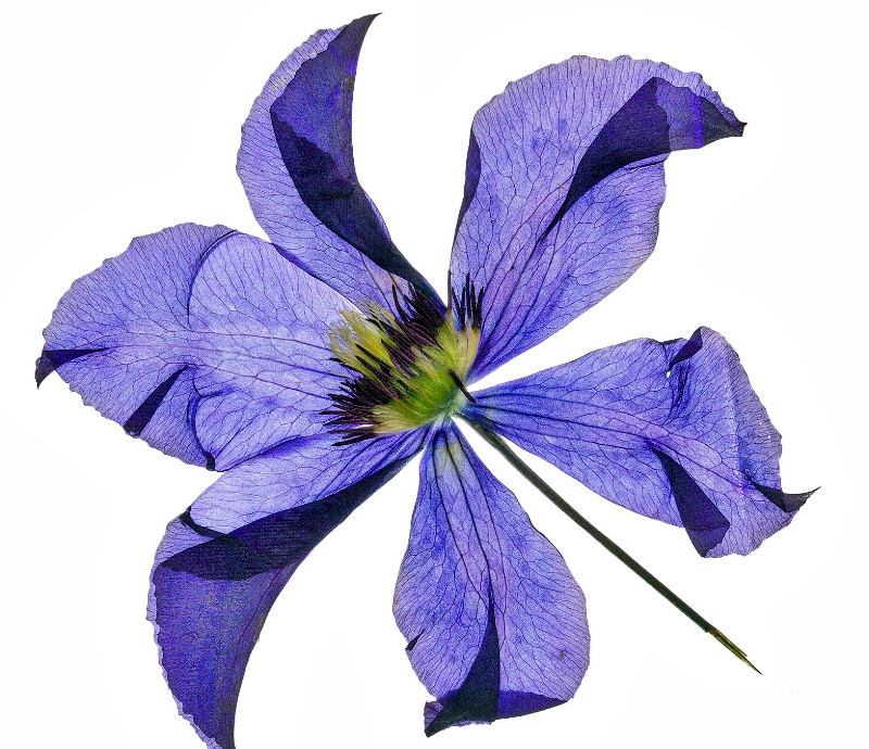 dried clematis