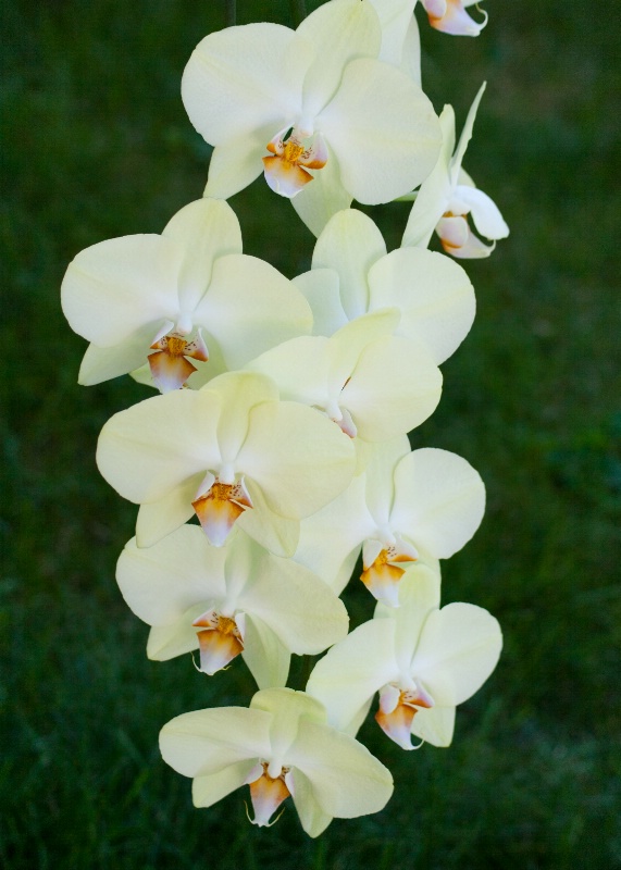 Orchid Cascade