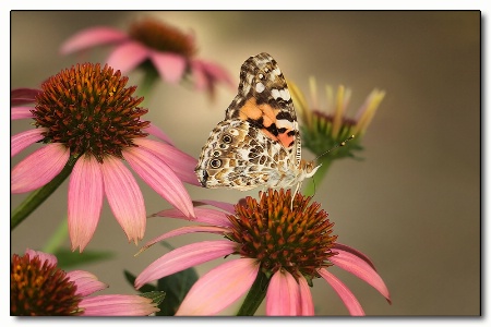 painted lady on coneflower