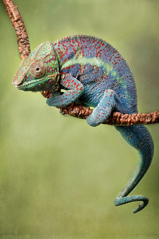 Panther Chameleon