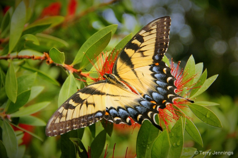 Eastern Tiger Swallowtail - ID: 14976860 © Terry Jennings