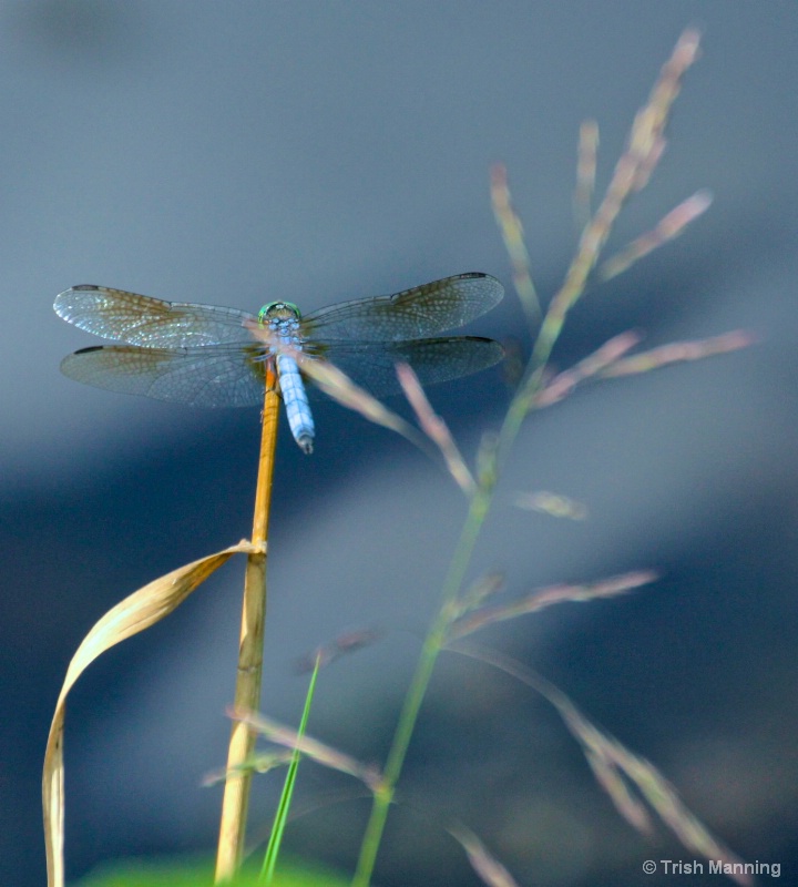 Dragonfly Sitting Pretty...