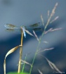 Dragonfly Sitting...