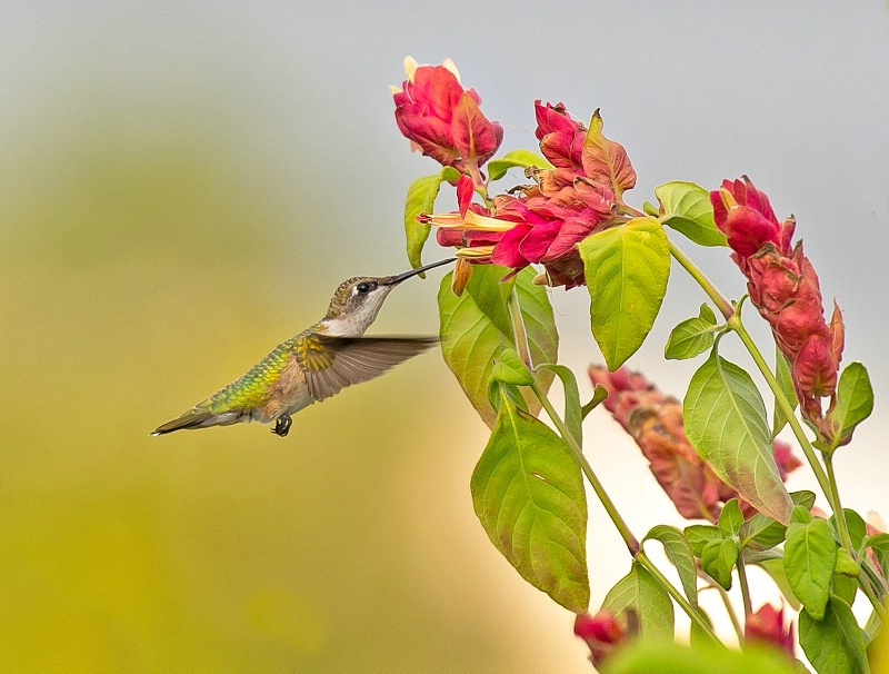 Hummingbird 13