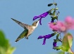 Hummingbird 12