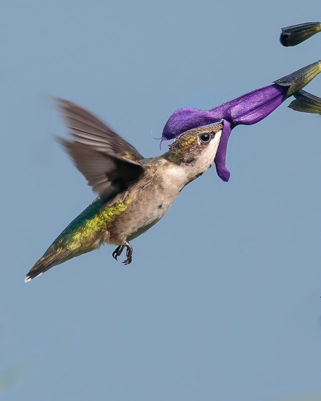 Hummingbird 10