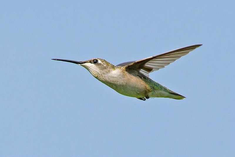 Hummingbird 11