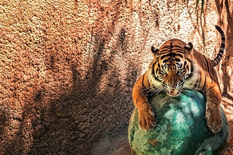 A Tiger and his Boomer Ball