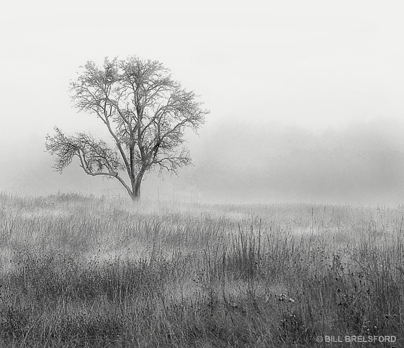 FOGGY MORNING