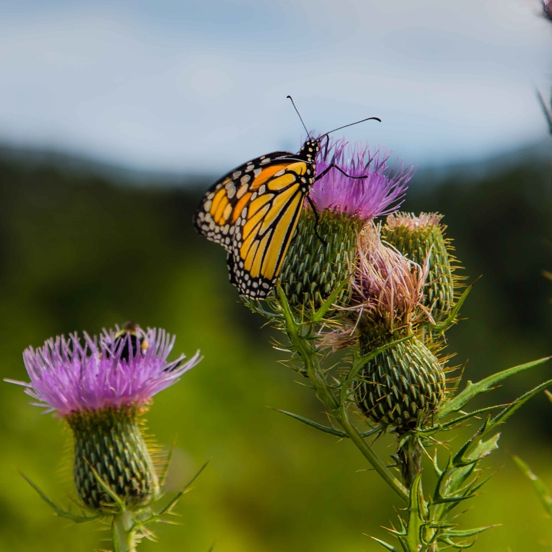 Mnoke Prarie Monarch IDNLS - ID: 14978107 © John A. Roquet