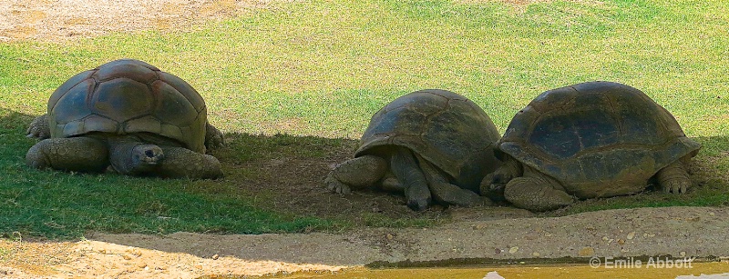Galapagos Turtles - ID: 14978154 © Emile Abbott