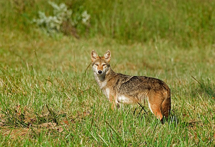 Coyote 3 - ID: 14978160 © Donald R. Curry