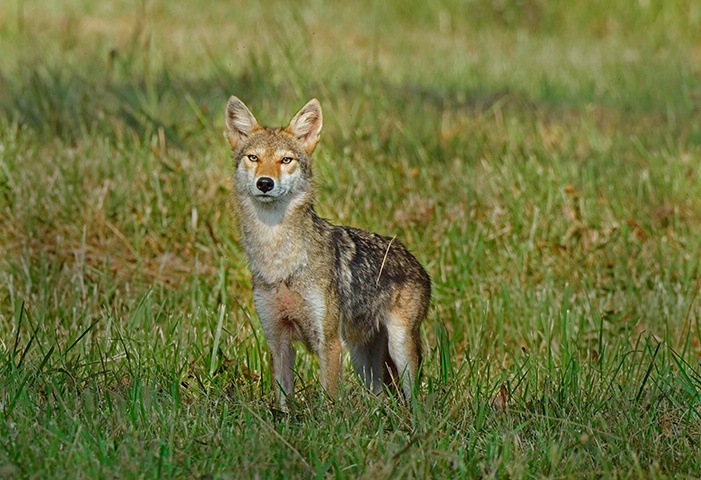 Coyote 5 - ID: 14978162 © Donald R. Curry