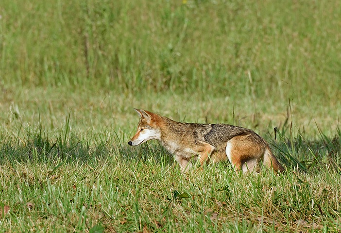 Coyote 6 - ID: 14978173 © Donald R. Curry