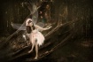 The butterfly fai...