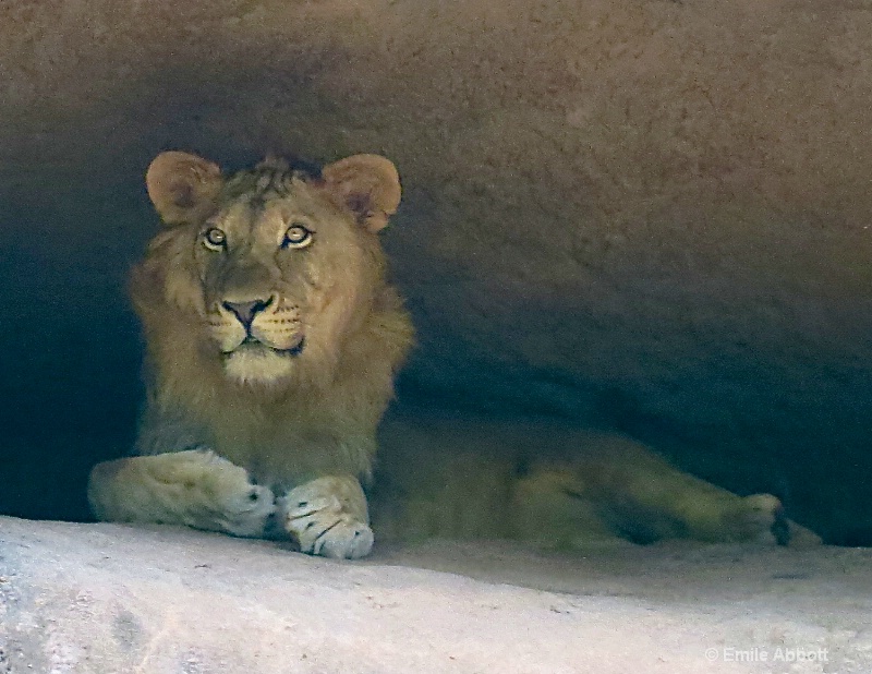 African Lion - ID: 14978523 © Emile Abbott