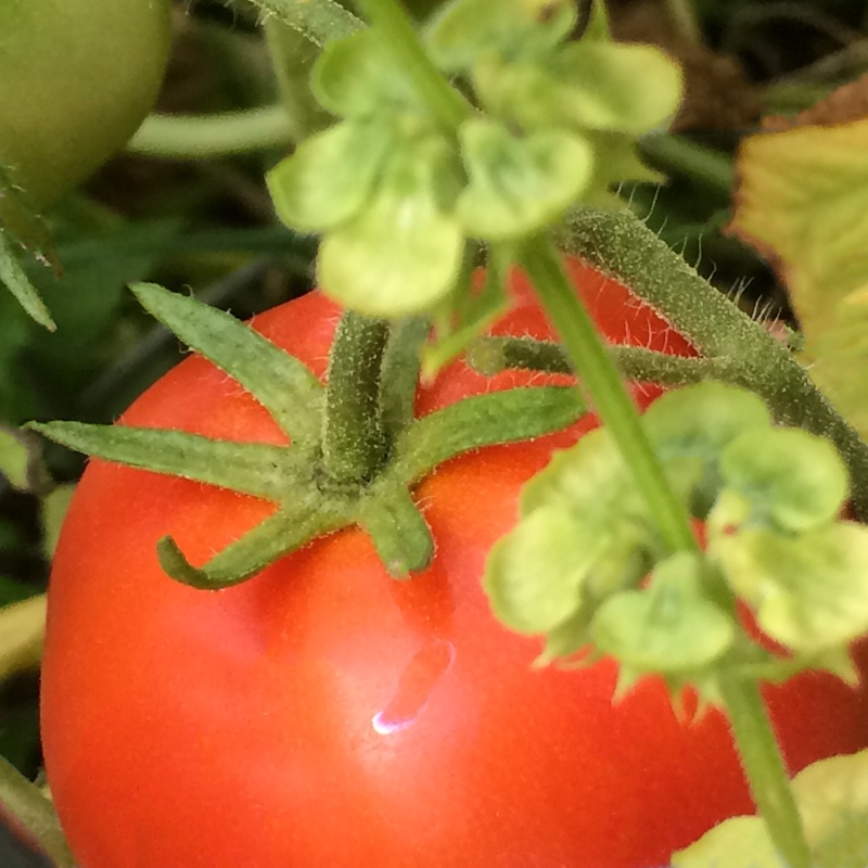 Garden Tomato 