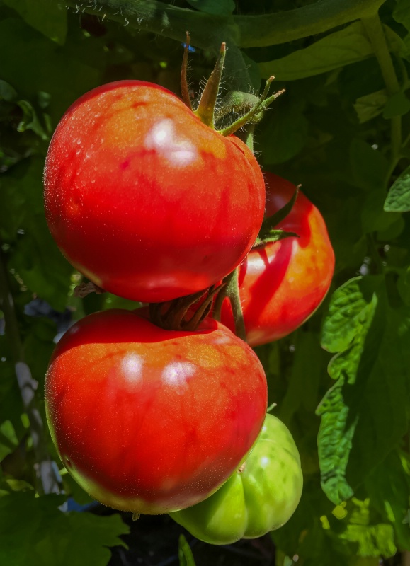 SGA Tomatoes