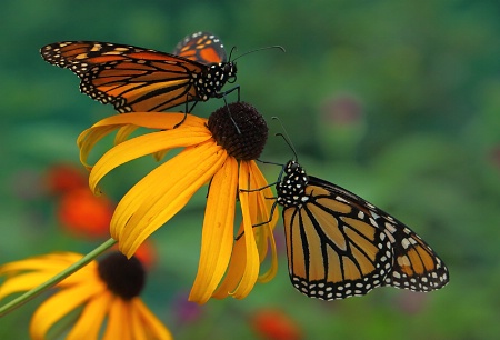 Two Monarchs