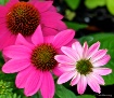 Cascade of Pink.....
