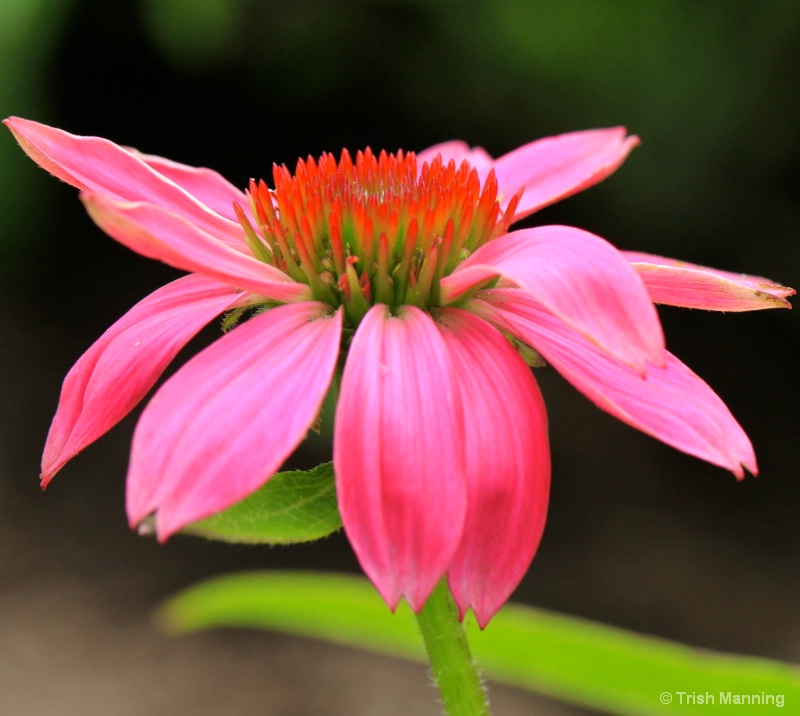 Cone Flower in Pink...