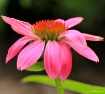 Cone Flower in Pi...