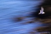 In Flight...