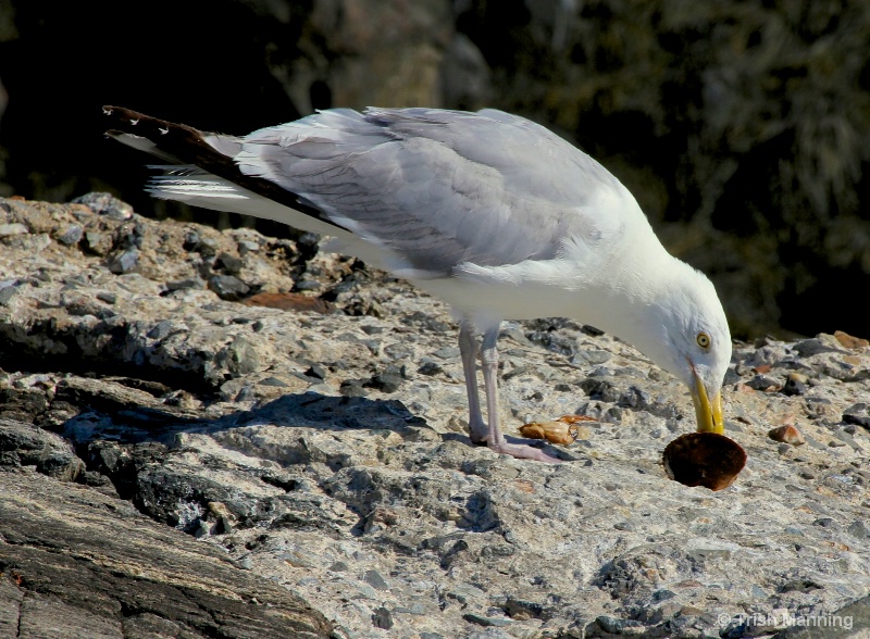 Tasty Catch for the Seagull...