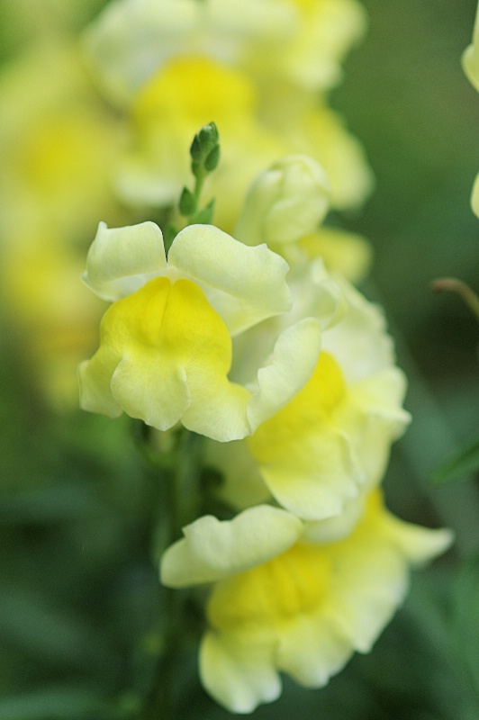 Snap dragon 2015