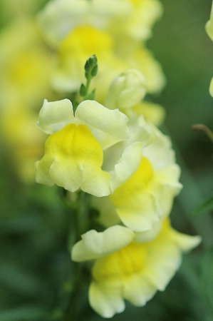 Snap dragon 2015