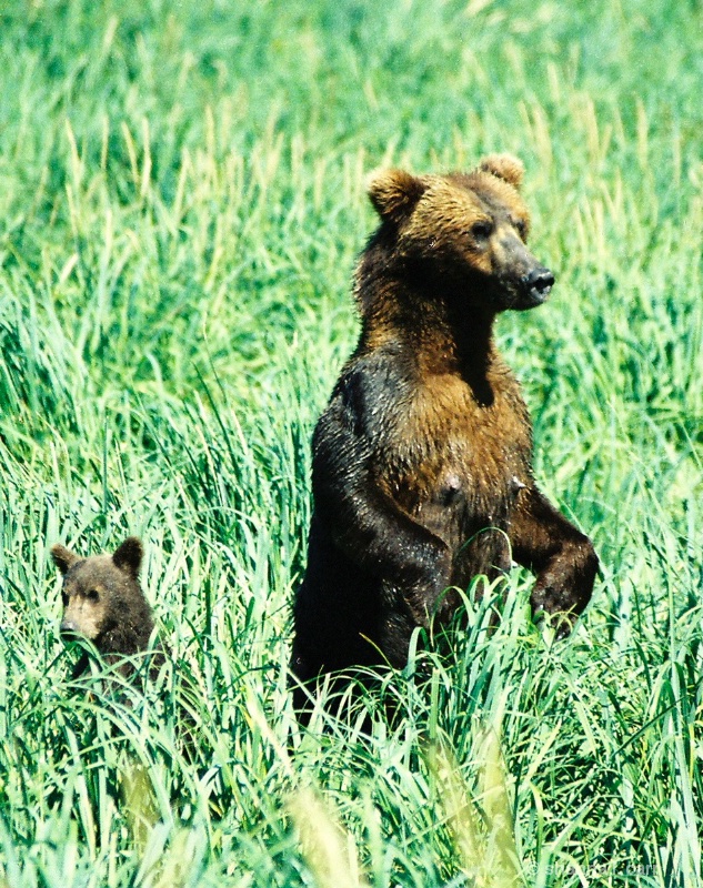Costal Brown Bear and cub - 