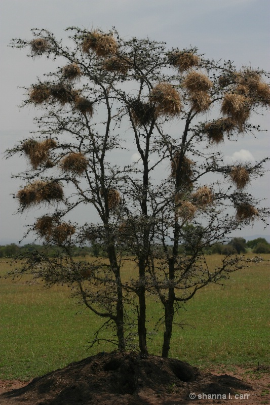 Tree Full of Weaver Nests