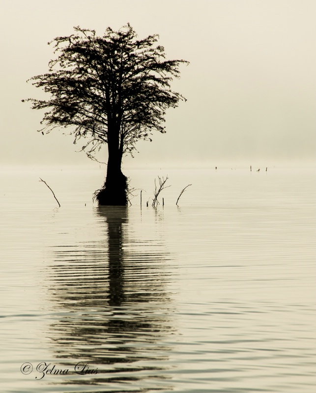 A Lone Bald Cypress 