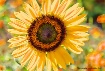 Sunflower Majesty