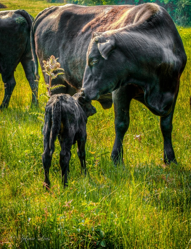 Newborn Calf