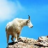 2Mountain Goat - ID: 14979469 © Sherry Karr Adkins