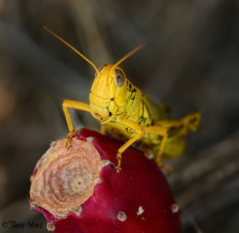 Grasshopper - ID: 14979470 © Sherry Karr Adkins