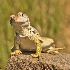 2Collared Lizard 5 - ID: 14979473 © Sherry Karr Adkins