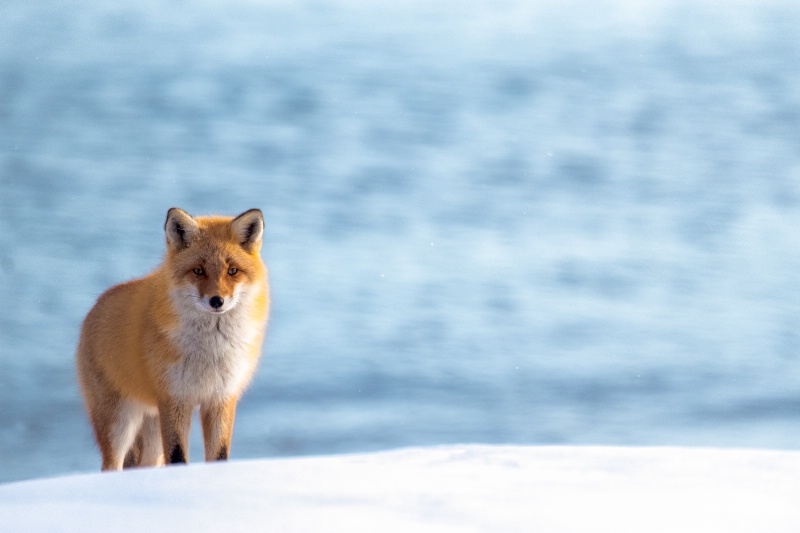 Dreamy Fox