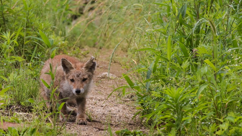 Baby Fox